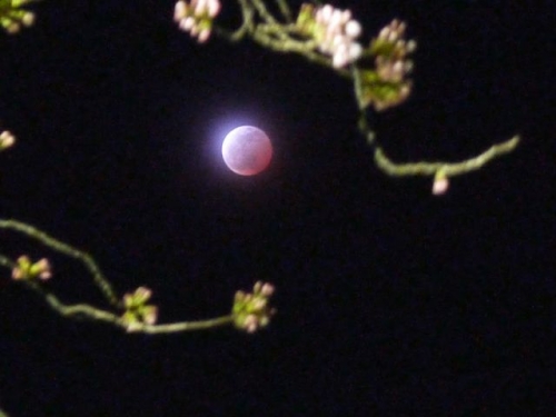 桜と月食１