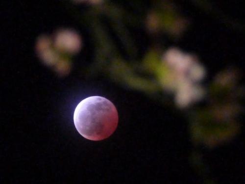 桜と月食３