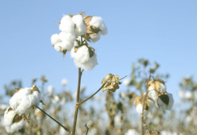 cotton2.jpg