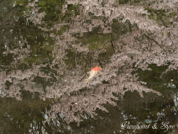 桜の情景　C