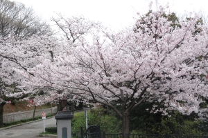 桜 (夜宮公園)