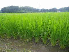 ［写真］農園前の田んぼで稲が育っている様子