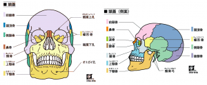 顔面骨･頭蓋骨